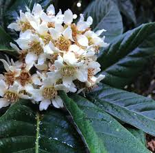 Image result for Eriobotrya