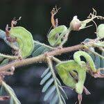 Image result for Aeschynomene elaphroxylon