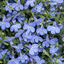 Image result for Lobelia fervens