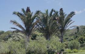 Image result for Raphia ruwenzorica