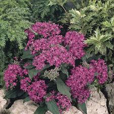 Image result for Pentas herbacea
