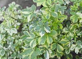 Image result for Eleutherococcus