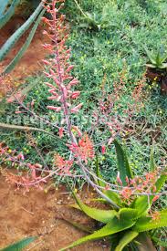 Image result for Aloe wollastonii