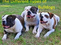 Olde english bulldogge, old english bulldog and english bulldog are terms that seem to refer to the same dog breed. A Guide To The Different Types Of Bulldogs Pethelpful By Fellow Animal Lovers And Experts