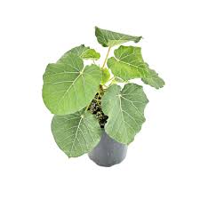 Image result for Ficus abutilifolia