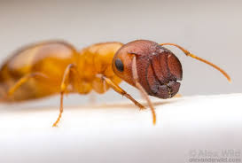 Image result for Anthericopsis