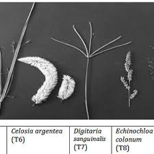 Image result for Warneckea cordiformis