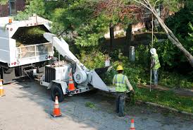 Mike Timber's Tree Removal Service | Crofton MD - Mike Timber's Tree Removal  Davidsonville MD