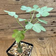 Image result for Adenia