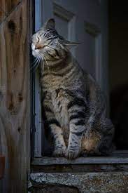 on the threshold polosatye koshki sumasshedshie koshki kotopes