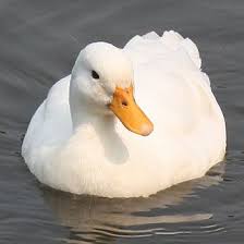 Peking duk, an australian music duo; White Pekin Duck We Have Four Such Friendly Ducks Who Like Their Food Pekin Duck Duck Breeds Cute Ducklings