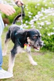 Paws & claws adoptions inc. Article Once Lost And Now Found Ezra Magazine