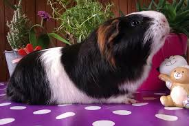 Maybe you would like to learn more about one of these? What Do Guinea Pigs Like To Play With Top 10 Toy Ideas To Entertain Your Cavies Animallama