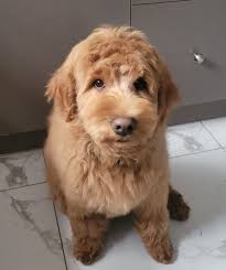 First haircut done and dusted, a good girl towards the end apparently