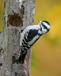 Birds Of Northern Indiana Woodpeckers All Seven Species Expected In Indiana Have Been Photographed Marty Jones In 2020 Woodpecker Species Bird Species
