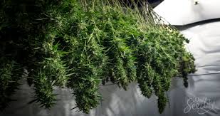 Check spelling or type a new query. Weedcycle How To Use Your Entire Cannabis Plant Weedseedshop