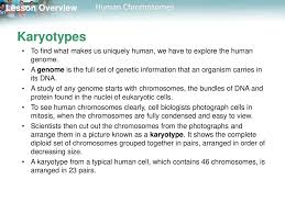 Two copies of the x chromosome produces a human female. 14 1 Human Chromosomes Ppt Download