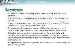 Answer key 14.1 human chromosomes worksheet answers. 14 1 Human Chromosomes Ppt Download