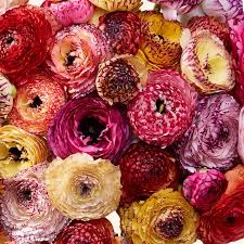 Image result for Ranunculus raeae