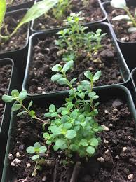 Image result for Lycopodiella sarcocaulon