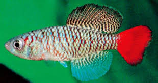 Jy Lin Trading Co Ltd Aquarium Fish Fish Pet Tropical Fish