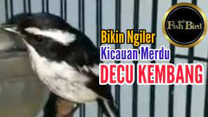 Suara decu gacor juara (saxicola caprata) atau pied buschat, si burung kecil yang memiliki postur sekilas mirip kacer. Decu Kembang Gacor Burung Lain Langsung Kaget Fish And Bird Youtube
