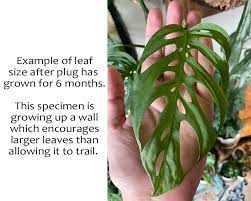 Laniata to silnie pnąca roślina o pięknych, zielonych liściach z nierównomiernymi otworami. Marlowe The Monstera Var Laniata Gulley Greenhouse