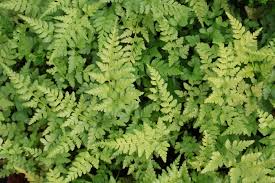 Image result for Asplenium adiantum-nigrum