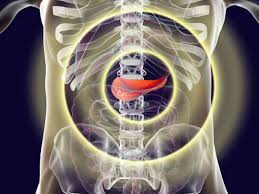 You can live without a pancreas, although you would need to take medication for the rest of your life to compensate for the important functions that the pancreas performs. Bioartificial Pancreas Could Be The New Cure For Diabetes