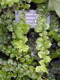 Image result for Malpighia coccigera