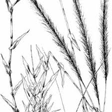 Image result for Perotis patens