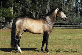 Horses and humans have enjoyed a close relationship with each other for tens of thousands of years. Sooty Buckskin Lusitano Stallion Now Gelding Veneno Imperial Buckskin Horse Beautiful Horses Lusitano Horse