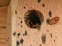 Detection of bed bugs is a number one priority in the fight against bedbugs. Remote Monitoring For Bed Bugs International Pest Control Magazine International Pest Control Magazine