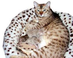 This is no longer the case due these cat's special needs and state requirements. Bengal Cats Color Genetics Of Cats Dilute And Solid Color Genetics Tabby Patterns And More From Foothill Felines Exotic Domestic Bengal Cat Breeder