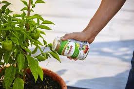 The granules are coated with resin to release nutrients gradually when you water the plant. Ubuy India Online Shopping For Osmocote Plus In Affordable Prices