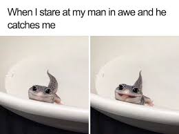 Then sample this selection of funny animal memes, featuring bears, spiders, armadillos, and plenty of other, less photogenic creatures. 35 Of The Happiest Animal Memes To Start The Week With A Smile Bored Panda