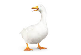 So even though aflac is the largest supplier of supplemental health insurance in the us and japan, there is a good chance you've not. Aflac Northern Ireland