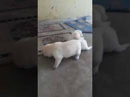 And they are classified into many different quality levels depending on the origin, breed purity and family records. Labrador Retriever Puppies Price In Chennai Sheena Lab Puppies Walking Week2 Kolathur Chennai Lab Labrador Retriever Puppies Labrador Retriever Labrador Dog