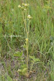 Image result for Drypetes arguta