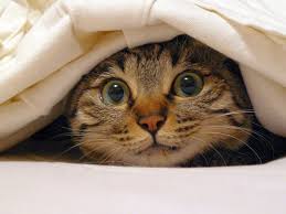 Pitsi The Resilient Rescued Kitty Cats Cat Hiding Cute Cats