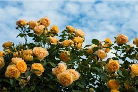 Wann die rosen gepflanzt werden ist ein entscheidender faktor, damit die königin der blumen nicht nur pünktlich, sondern auch in voller pracht ihren garten bereichert. Gartenrosenarten Welche Art Von Rosen Bluhen Das Ganze Jahr Uber By Pinecade Medium