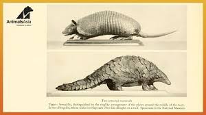 On the contrary, ancient tcm texts show warnings against eating the animals. One Life Pangolins