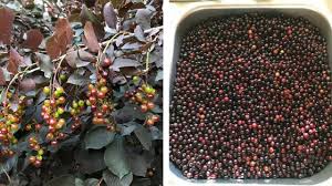 Drying chokecherries improves their taste by sweetening them, or at the very least, getting rid of the naturally occurring bitter taste. East River Nursery S Chokecherry Syrup Recipe East River Nursery Huron Sd