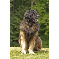 Long Haired English Mastiff See This Instagram Photo By Englishmastiffmoments 478 Likes Leonberger Dog Large Dog Breeds Dog Breeds