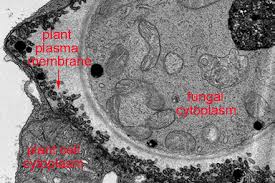 Electron microscopes use a beam of highly energetic electrons to examine objects on a very fine scale. Roger Innes Faculty About Molecular Life Sciences Program Indiana University Bloomington
