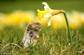 It's impossible not to smile back at the adorable little critter. Cctv On Twitter A Curious Mouse Foraging For Food Looks Like Its Smiling After Stopping To Smell A Bright Yellow Daffodil The Tiny Field Mouse Seems To Be Enjoying The Flower So