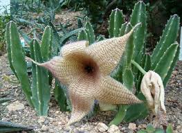 Image result for Stapelia