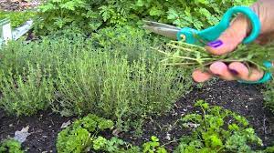 After drying, crumble the thyme and put it into tightly capped jars. Harvesting Thyme Youtube