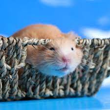 狭いの大好き https ameblo jp hamakiyo 2912 pet hamster ハムスター followme followback cute canon 写真 ameblo 癒し ふわふわ love 鼠 小動物 animais fofinho fotos