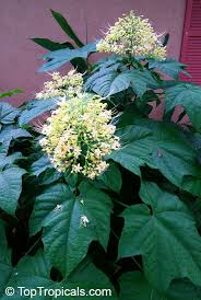 Image result for Clerodendrum pusillum
